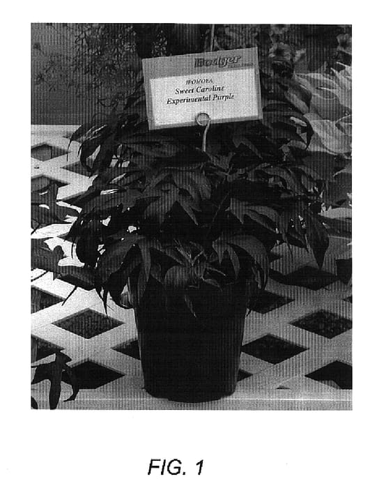 Figure 1 of US plant patent PP14912, the photograph of Sweet Caroline Purple printed in the patent.