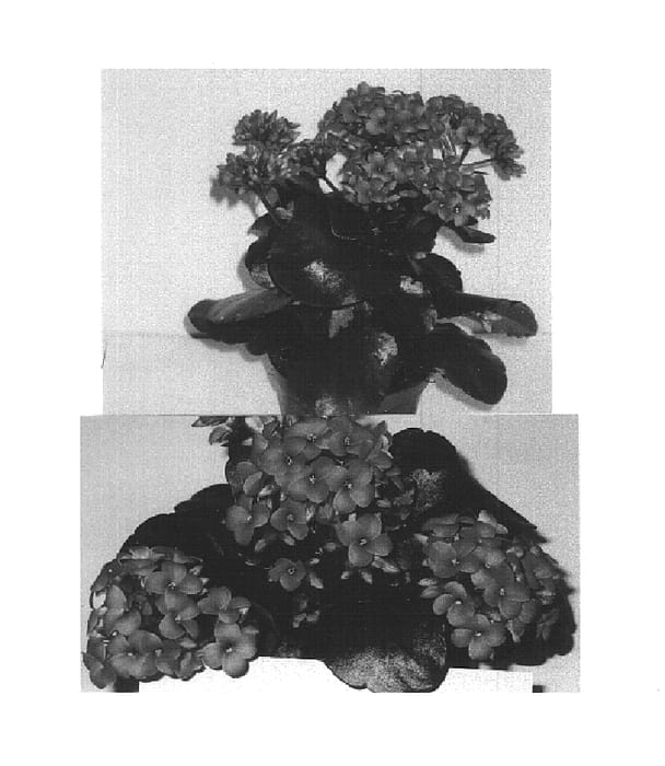 Figure 1 of US plant patent PP14913, the photograph of Country printed in the patent.