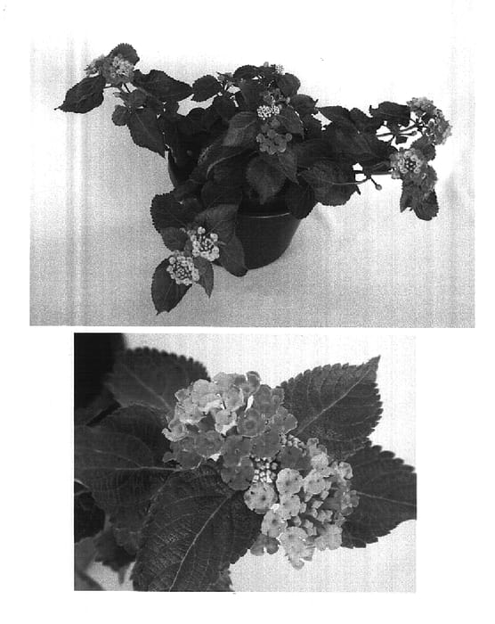 Figure 1 of US plant patent PP14914, the photograph of Robmornrog printed in the patent.