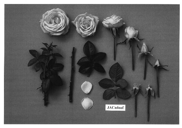 Figure 1 of US plant patent PP14915, the photograph of JACadnof printed in the patent.
