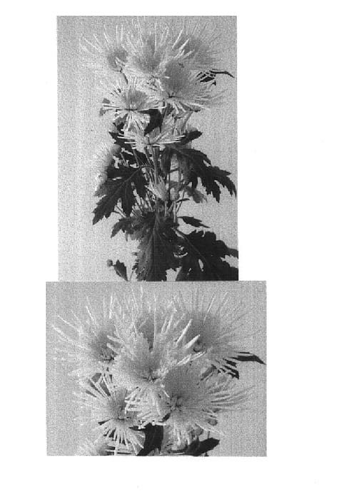 Figure 1 of US plant patent PP14916, the photograph of Annecy Lemon printed in the patent.
