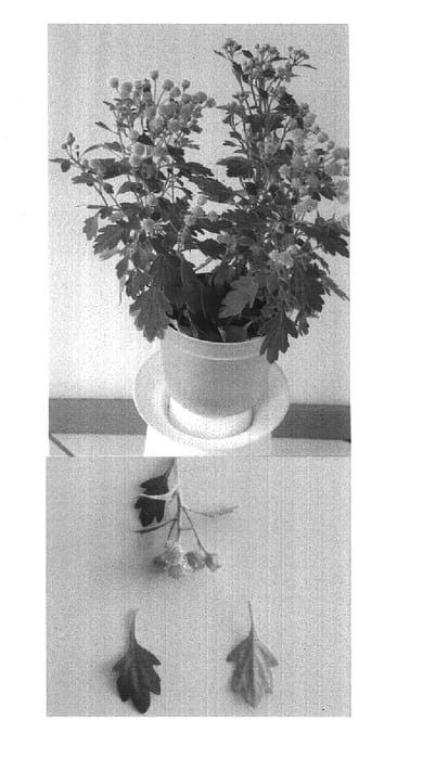Figure 1 of US plant patent PP14917, the photograph of Kohana printed in the patent.