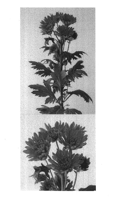 Figure 1 of US plant patent PP14918, the photograph of Bradford Orange printed in the patent.