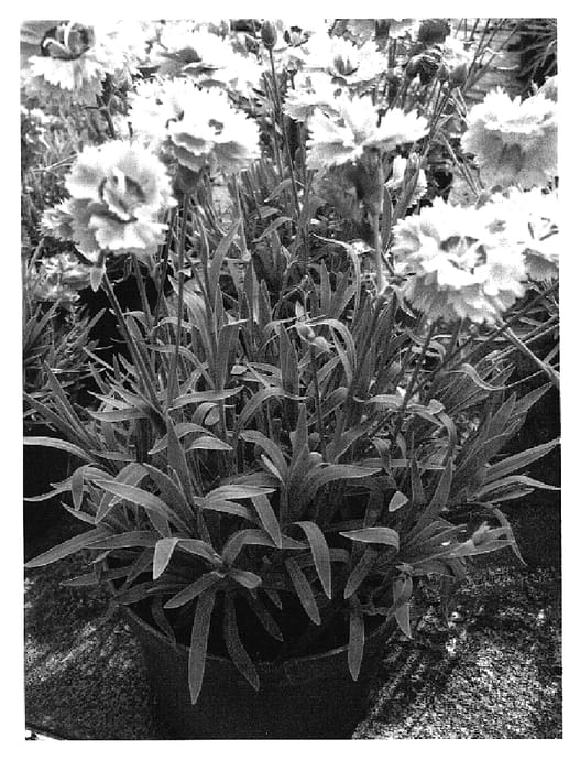 Figure 1 of US plant patent PP14919, the photograph of DEVON PP 11 printed in the patent.