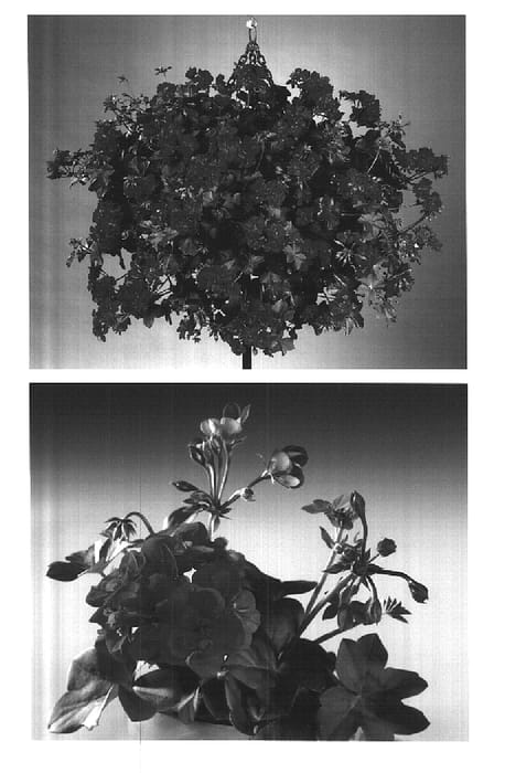 Figure 1 of US plant patent PP14920, the photograph of Fisdream printed in the patent.