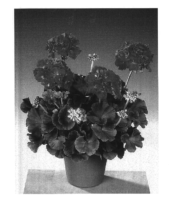 Figure 1 of US plant patent PP14921, the photograph of Fisrosalm printed in the patent.