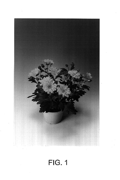 Figure 1 of US plant patent PP14922, the photograph of Hoggar printed in the patent.