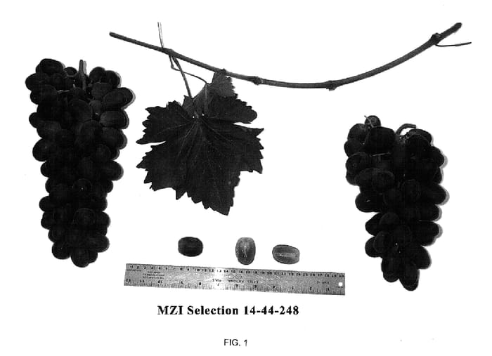 Figure 1 of US plant patent PP14923, the photograph of 14-44-248 printed in the patent.
