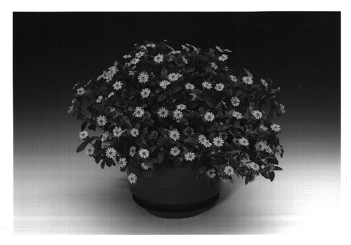 Figure 1 of US plant patent PP14924, the photograph of Santanis printed in the patent.