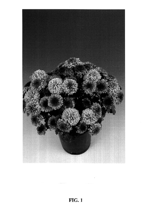 Figure 1 of US plant patent PP14925, the photograph of Iduna printed in the patent.
