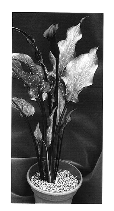 Figure 1 of US plant patent PP14926, the photograph of Edge of Night printed in the patent.