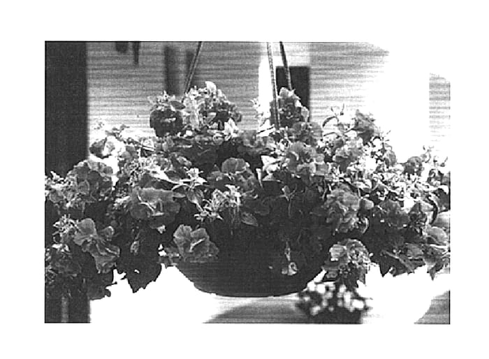 Figure 1 of US plant patent PP14927, the photograph of Balrufrose printed in the patent.