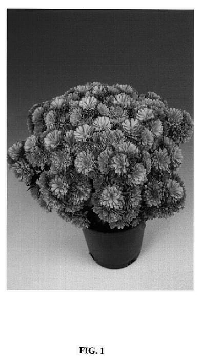 Figure 1 of US plant patent PP14928, the photograph of Ceargos printed in the patent.