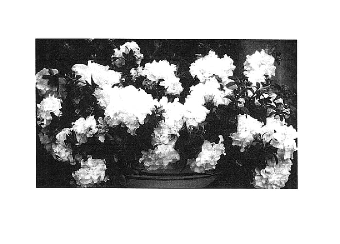 Figure 1 of US plant patent PP14929, the photograph of Balrufwhit printed in the patent.