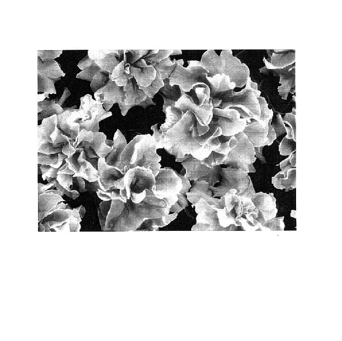 Figure 1 of US plant patent PP14930, the photograph of Balrufimla printed in the patent.