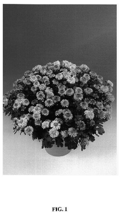Figure 1 of US plant patent PP14931, the photograph of Thetis printed in the patent.