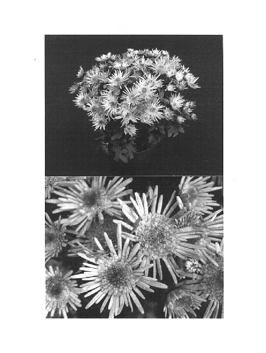 Figure 1 of US plant patent PP14932, the photograph of Matisse printed in the patent.