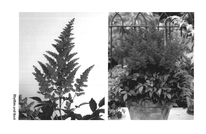 Figure 1 of US plant patent PP14933, the photograph of Rhythm and Beat printed in the patent.