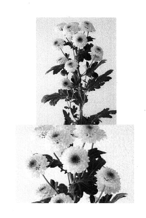 Figure 1 of US plant patent PP14934, the photograph of Greenspan printed in the patent.