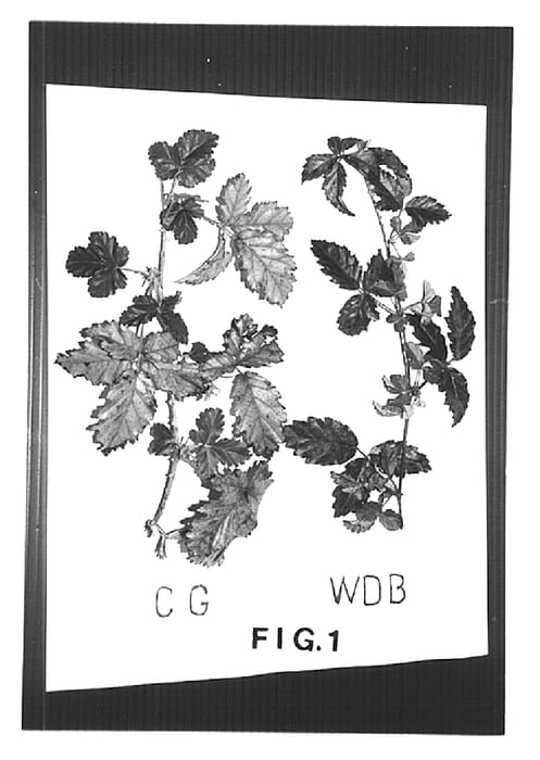 Figure 1 of US plant patent PP14935, the photograph of Clark Gold printed in the patent.