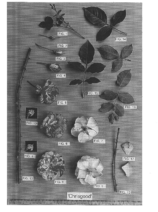 Figure 1 of US plant patent PP14936, the photograph of Chrisgood printed in the patent.
