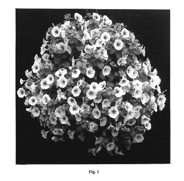 Figure 1 of US plant patent PP14937, the photograph of Sumpet 03 printed in the patent.