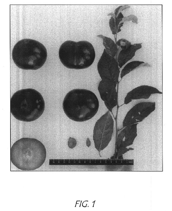 Figure 1 of US plant patent PP14938, the photograph of Suplumtwentyeight printed in the patent.