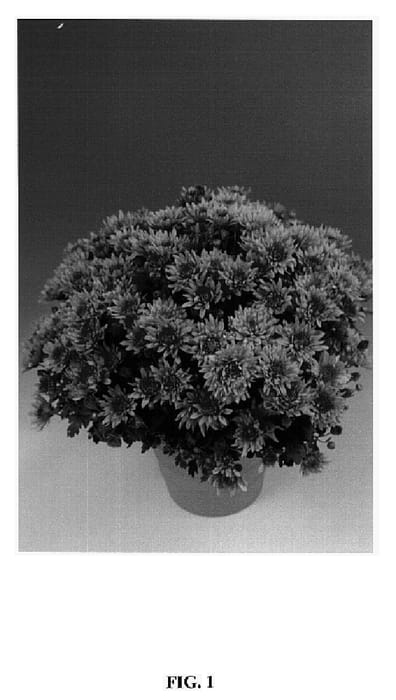 Figure 1 of US plant patent PP14939, the photograph of Cefreya printed in the patent.