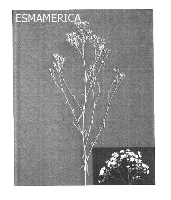 Figure 1 of US plant patent PP14940, the photograph of Esmamerica printed in the patent.