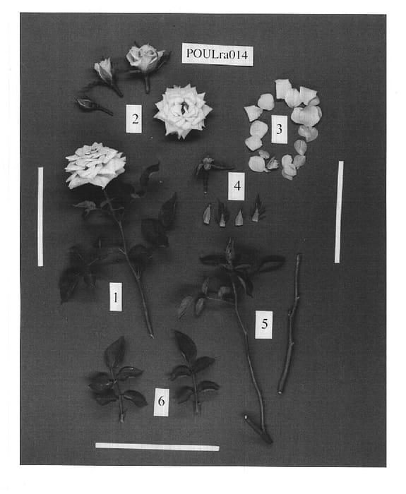 Figure 1 of US plant patent PP14941, the photograph of POULra014 printed in the patent.
