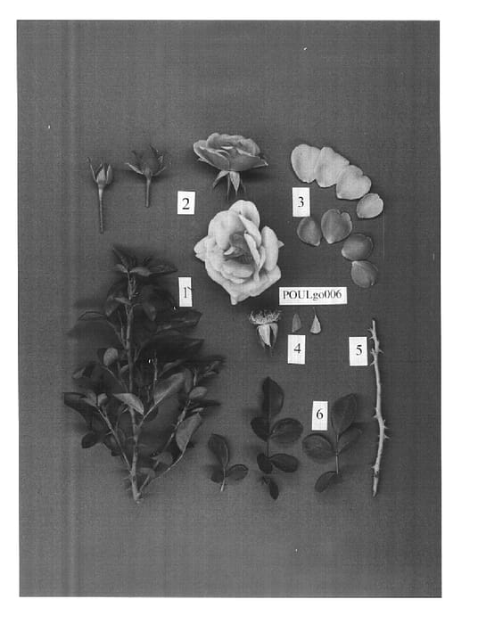 Figure 1 of US plant patent PP14942, the photograph of POULgo006 printed in the patent.