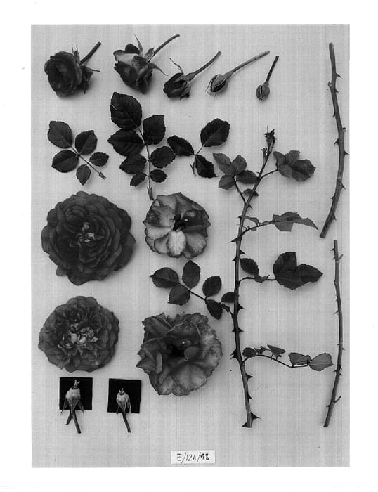 Figure 1 of US plant patent PP14943, the photograph of AUSjump printed in the patent.