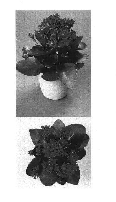 Figure 1 of US plant patent PP14944, the photograph of Britney printed in the patent.