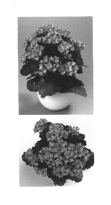 Figure 1 of US plant patent PP14945, the photograph of Kylie printed in the patent.