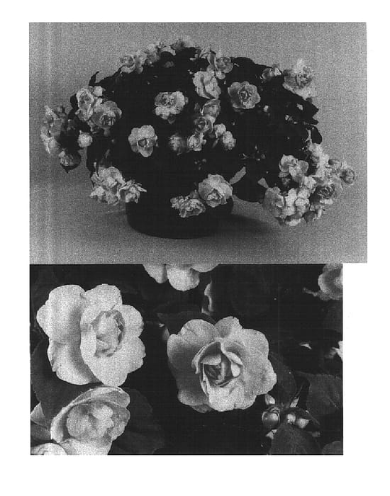 Figure 1 of US plant patent PP14946, the photograph of Boddblapp printed in the patent.