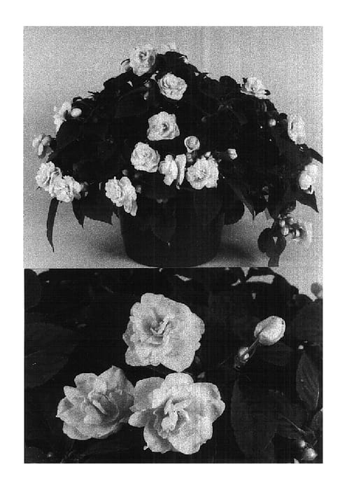 Figure 1 of US plant patent PP14947, the photograph of Boddblbrp printed in the patent.