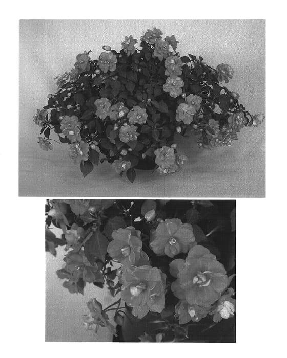 Figure 1 of US plant patent PP14948, the photograph of Boddbldpk printed in the patent.
