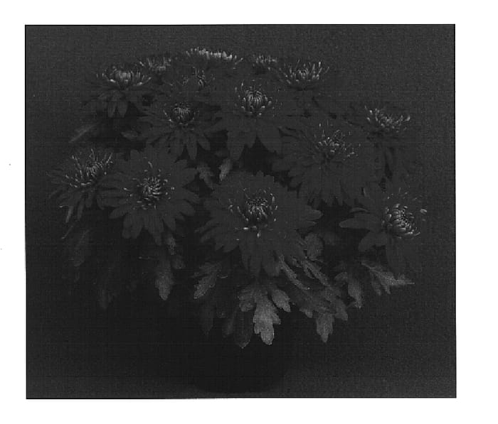 Figure 1 of US plant patent PP14949, the photograph of Yonorwich printed in the patent.