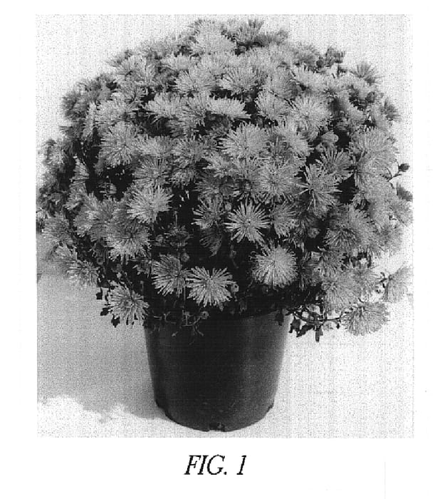 Figure 1 of US plant patent PP14950, the photograph of Gedi Two Ama printed in the patent.