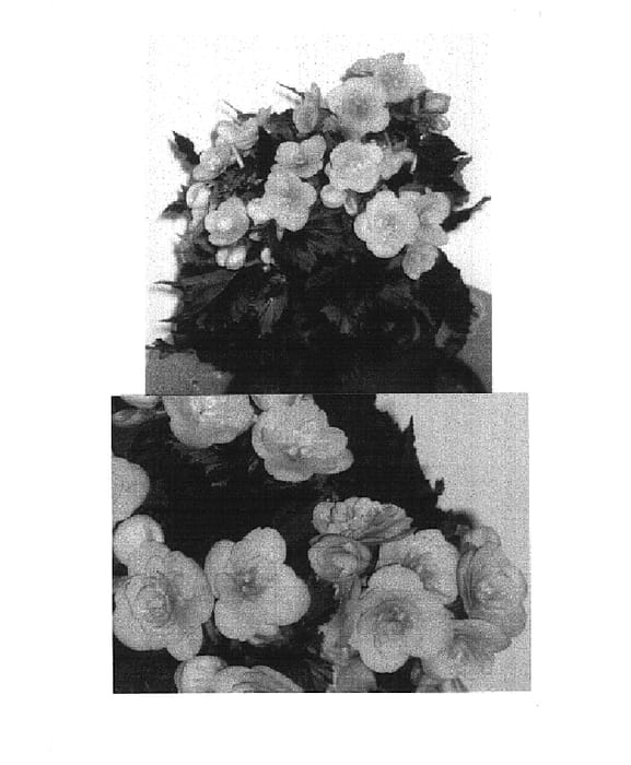 Figure 1 of US plant patent PP14951, the photograph of Celina printed in the patent.