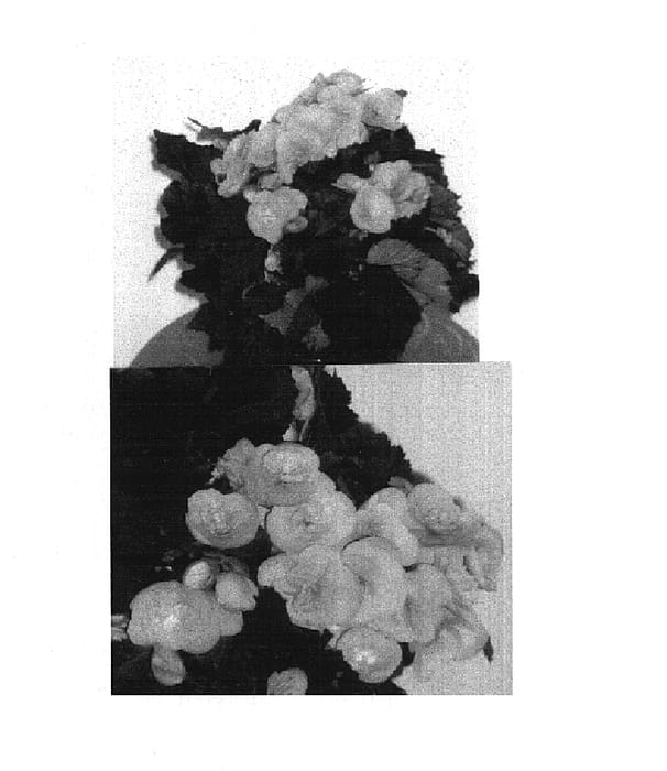 Figure 1 of US plant patent PP14952, the photograph of Maren Top printed in the patent.