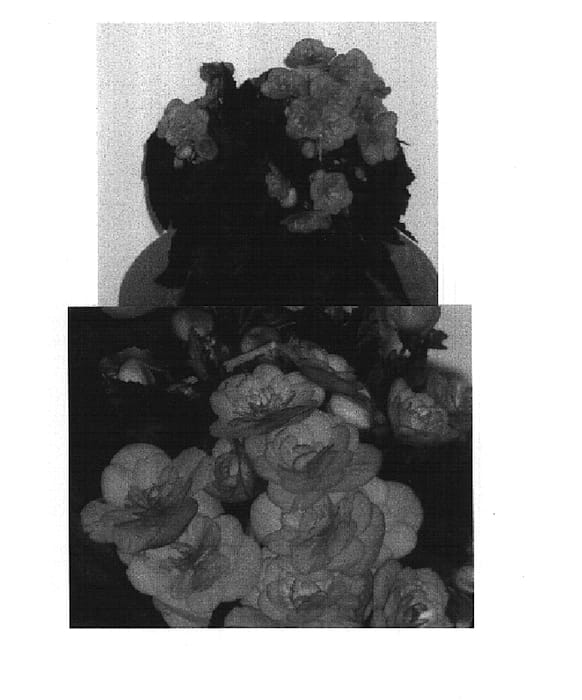 Figure 1 of US plant patent PP14953, the photograph of Caroline printed in the patent.