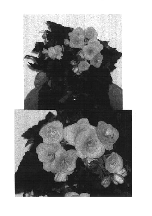 Figure 1 of US plant patent PP14954, the photograph of Janina printed in the patent.