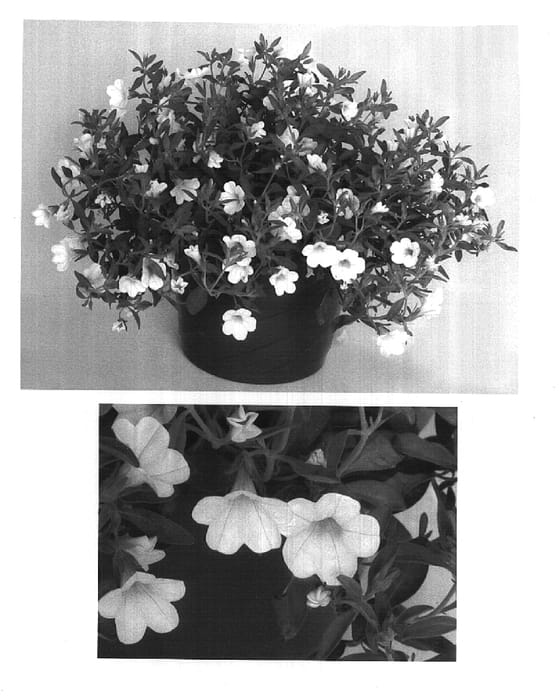 Figure 1 of US plant patent PP14955, the photograph of USCALI6 printed in the patent.