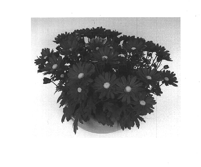 Figure 1 of US plant patent PP14956, the photograph of Hi Time printed in the patent.