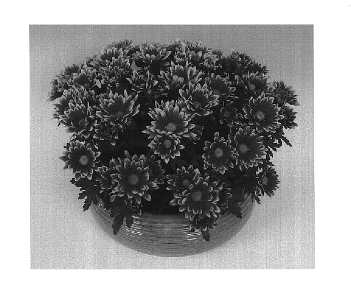 Figure 1 of US plant patent PP14957, the photograph of Dragon Time printed in the patent.