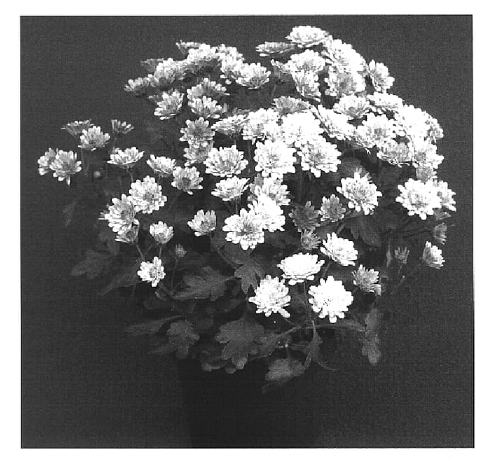 Figure 1 of US plant patent PP14958, the photograph of Apricot Yoelmira printed in the patent.
