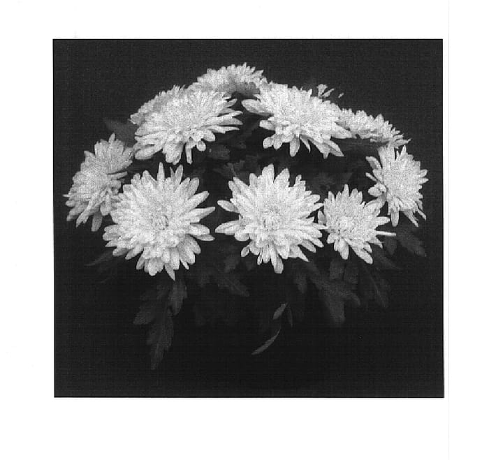 Figure 1 of US plant patent PP14959, the photograph of Yomanhattan printed in the patent.