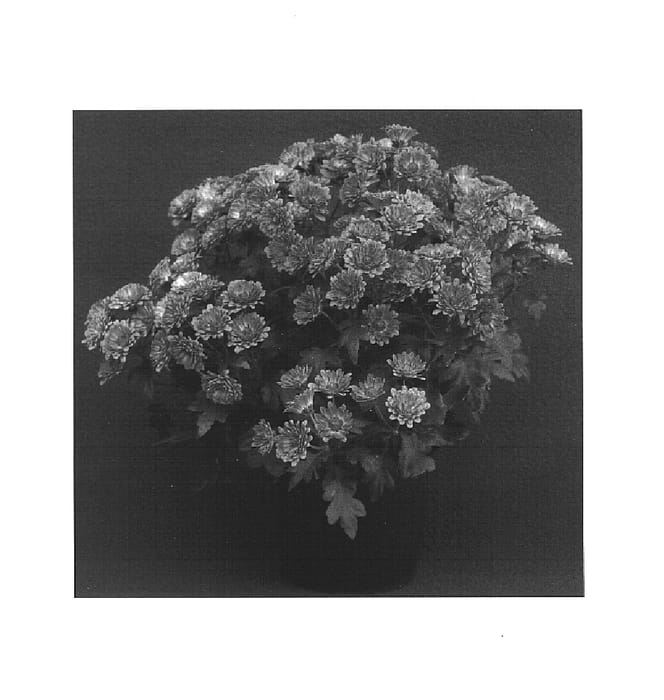 Figure 1 of US plant patent PP14960, the photograph of Dark Yoelmira printed in the patent.