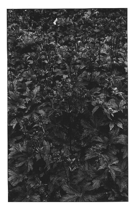 Figure 1 of US plant patent PP14961, the photograph of Abbey Road printed in the patent.